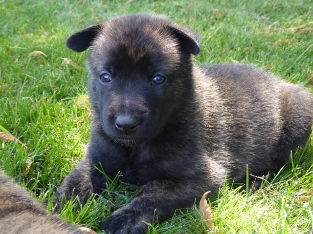Joules - 3.5 weeks.jpg