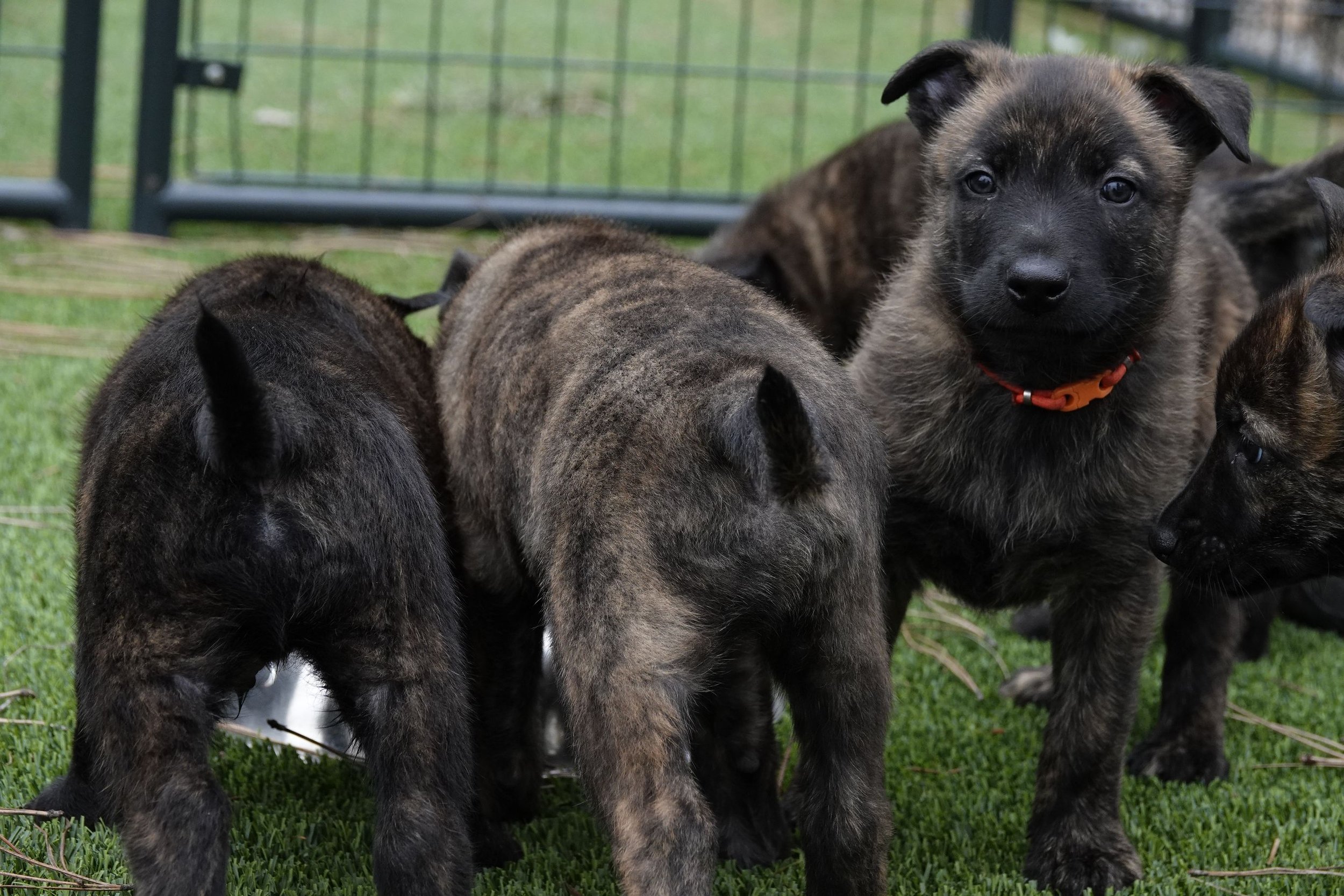 Orange_6weeks1_sm.jpg