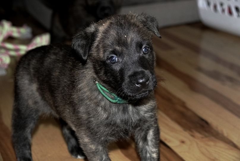 Green_4weeks2_sm.jpg
