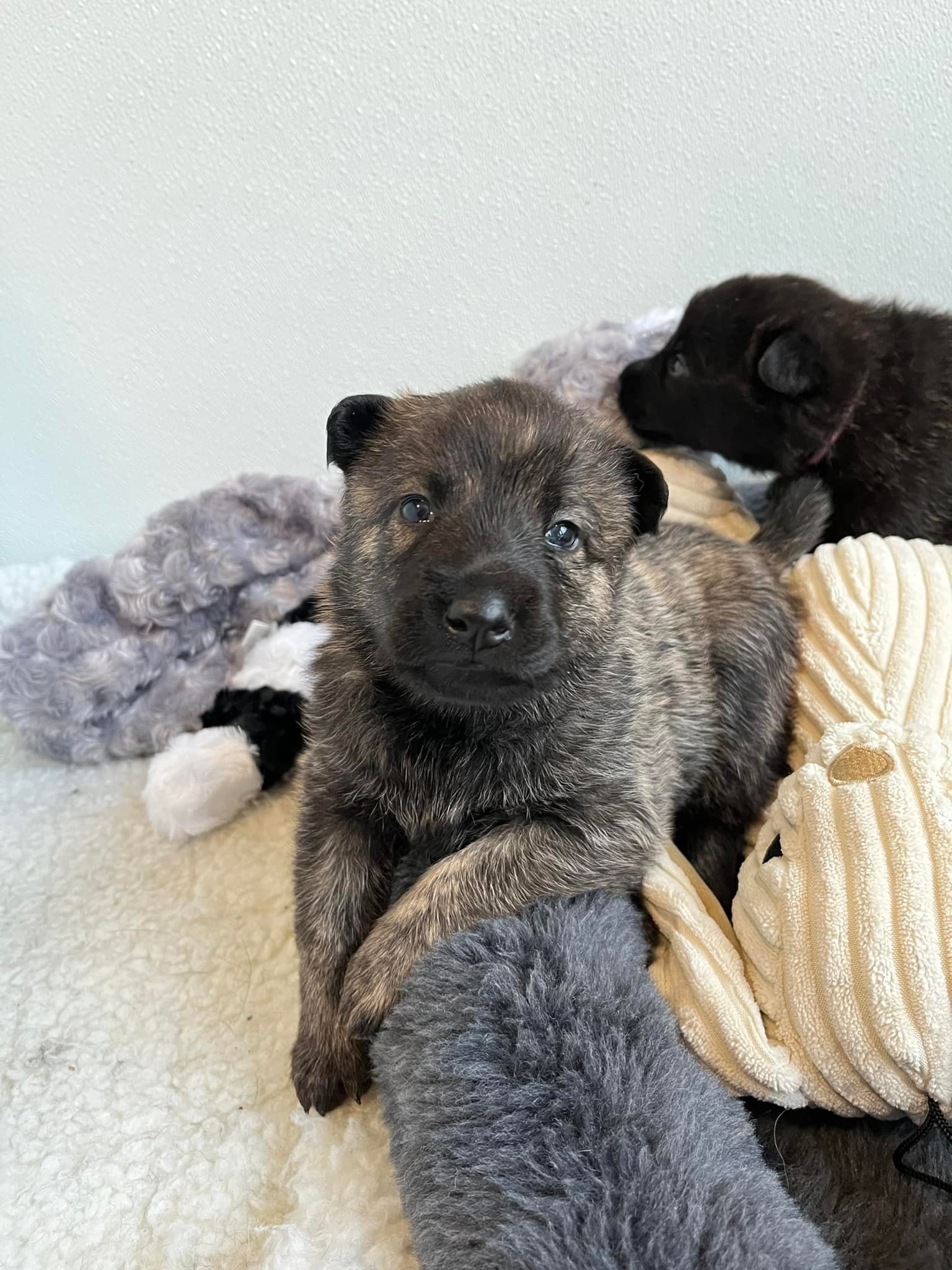 Turquoise_3weeks.jpg