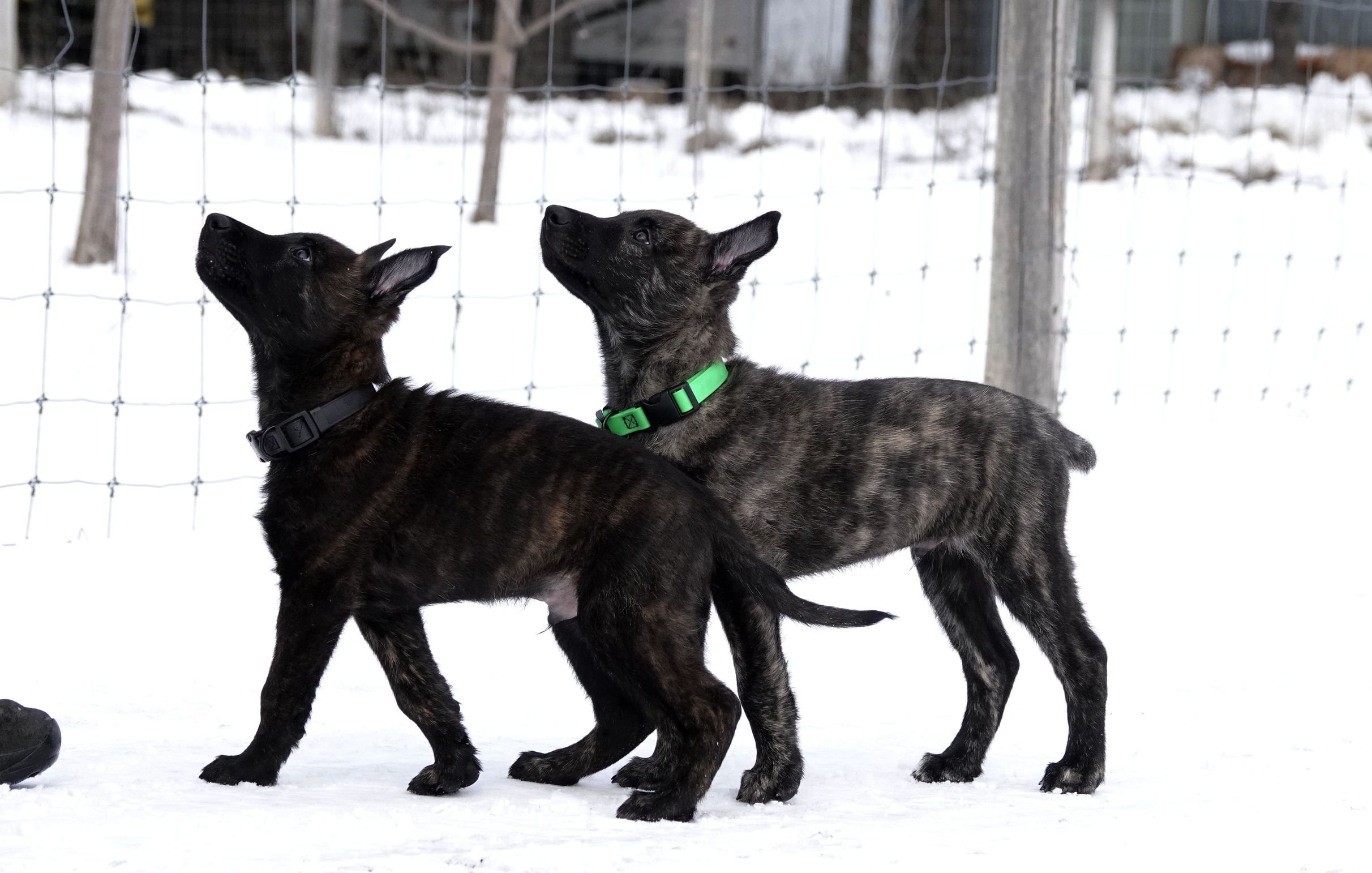 Black_Green_8weeks1_sm.jpg