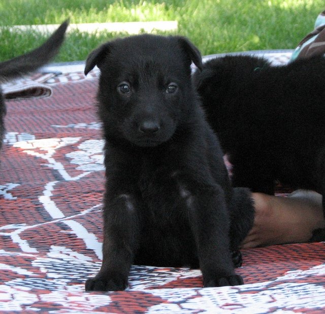 Red_4weeks+(640x620).jpg