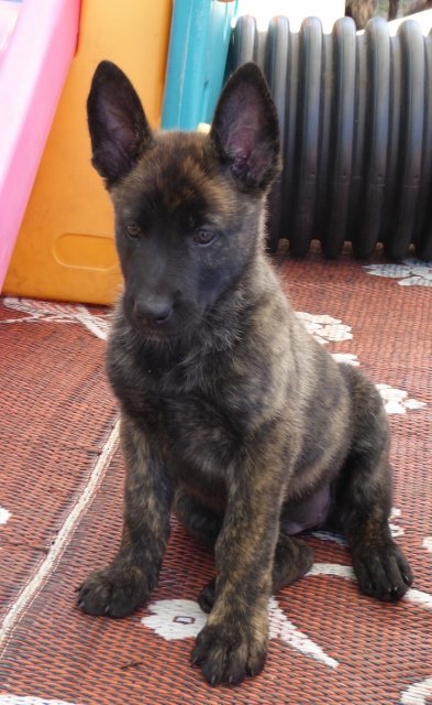 Joules - 7 weeks.jpg