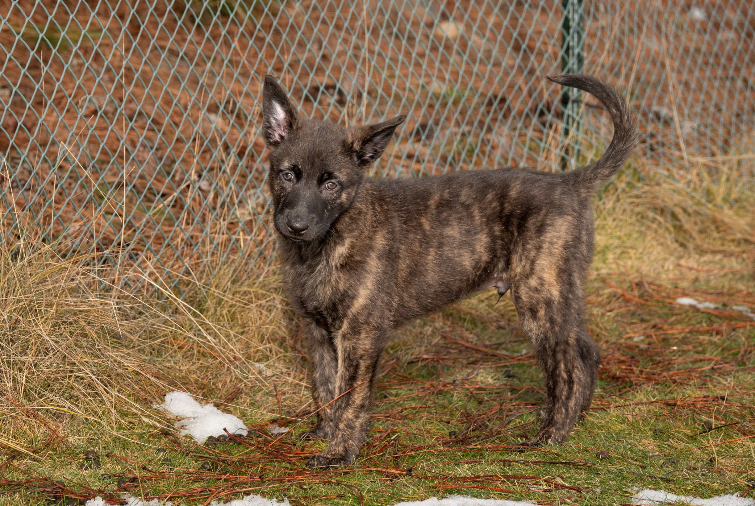 Periwinkle collar male - 7 weeks