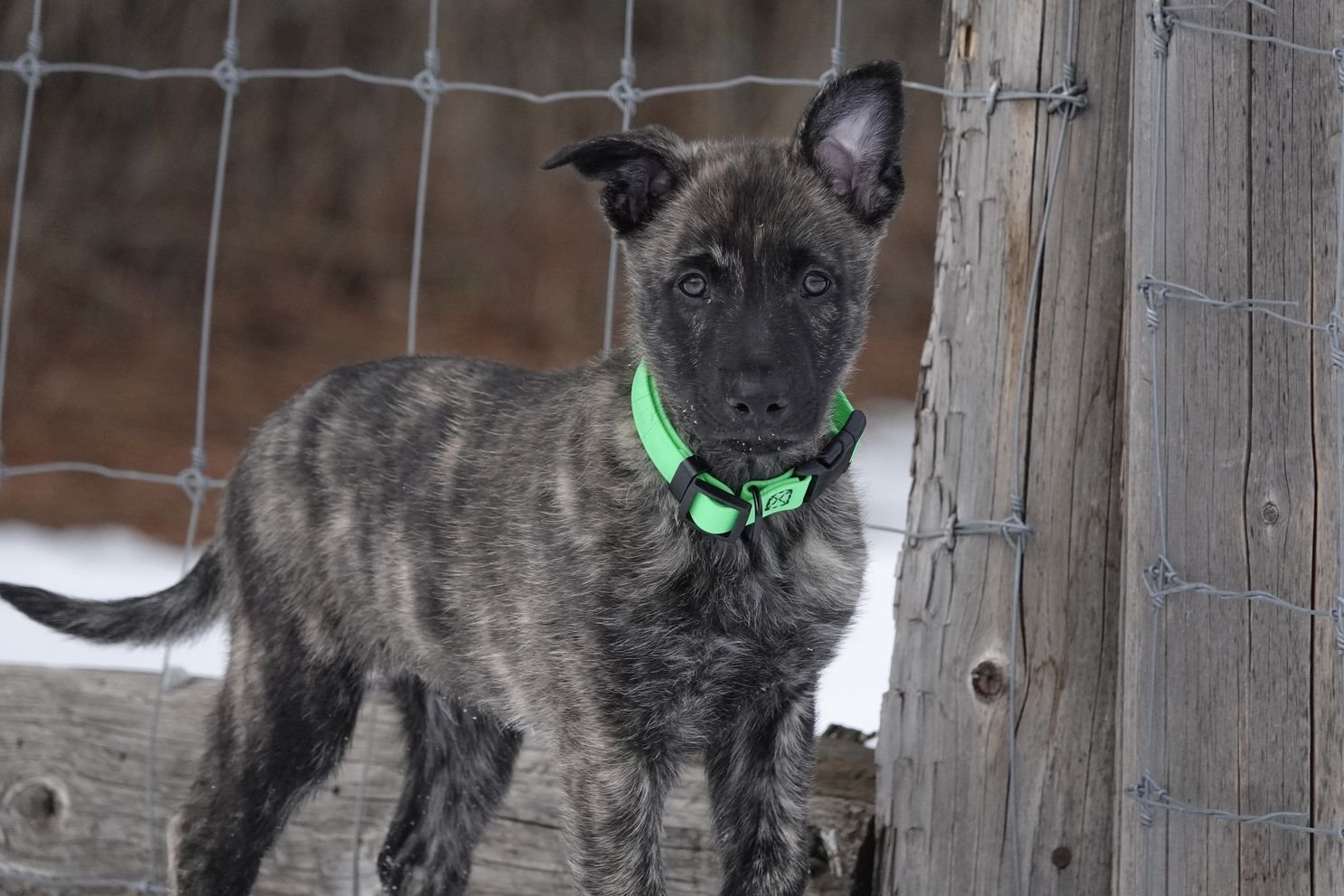 Green_8weeks4_sm.jpg