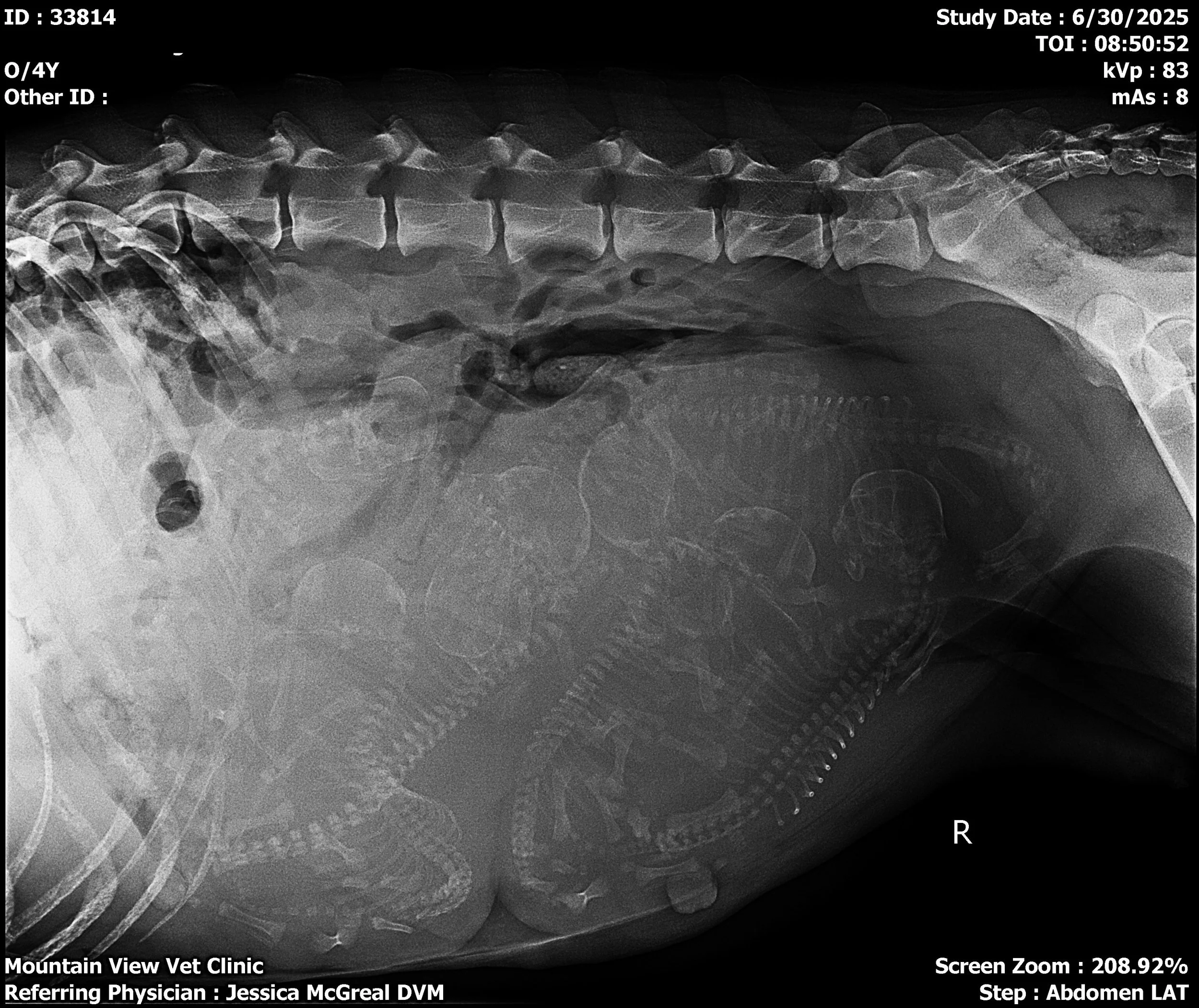 Puppy Count Radiograph