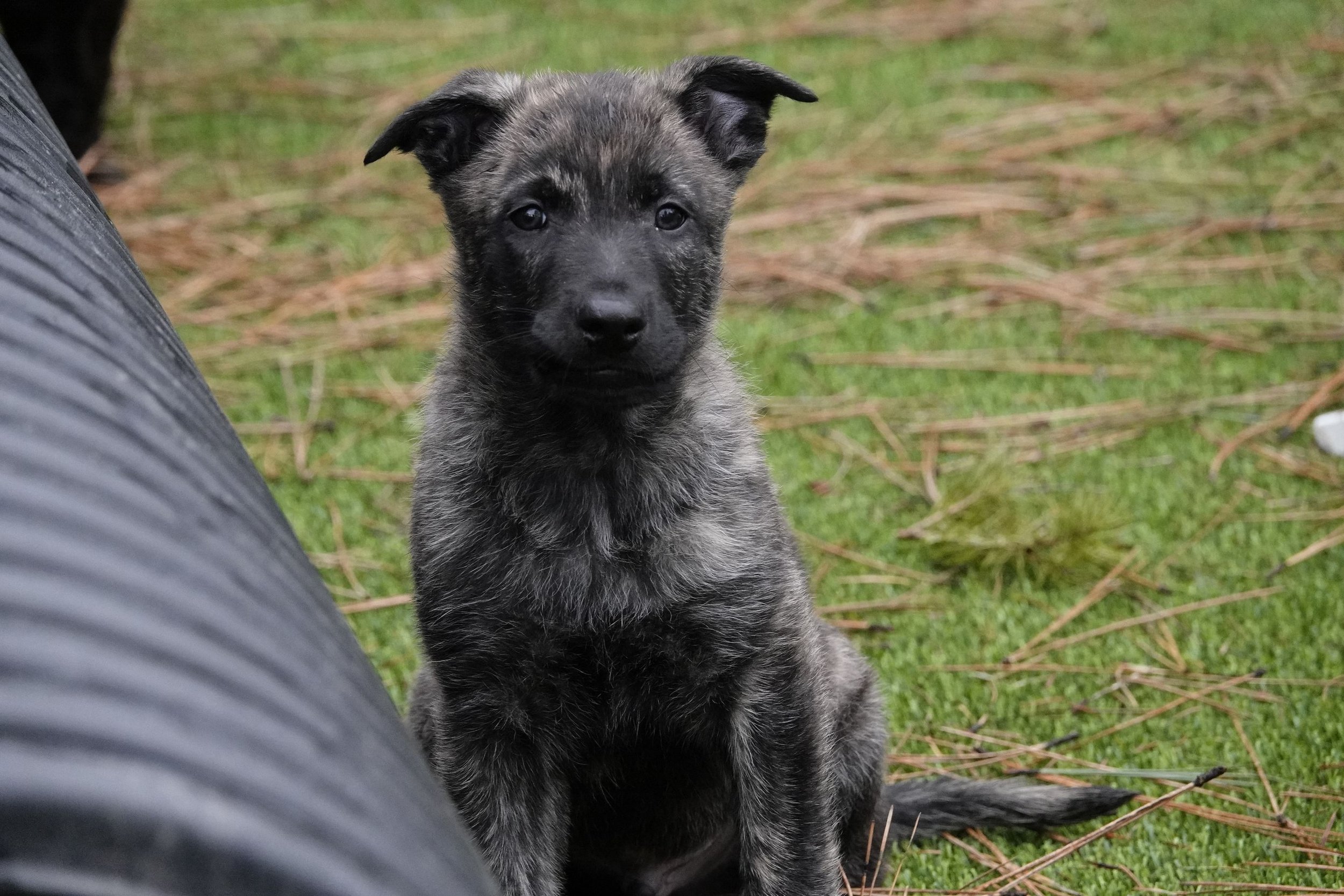 Green_7weeks4_sm.jpg