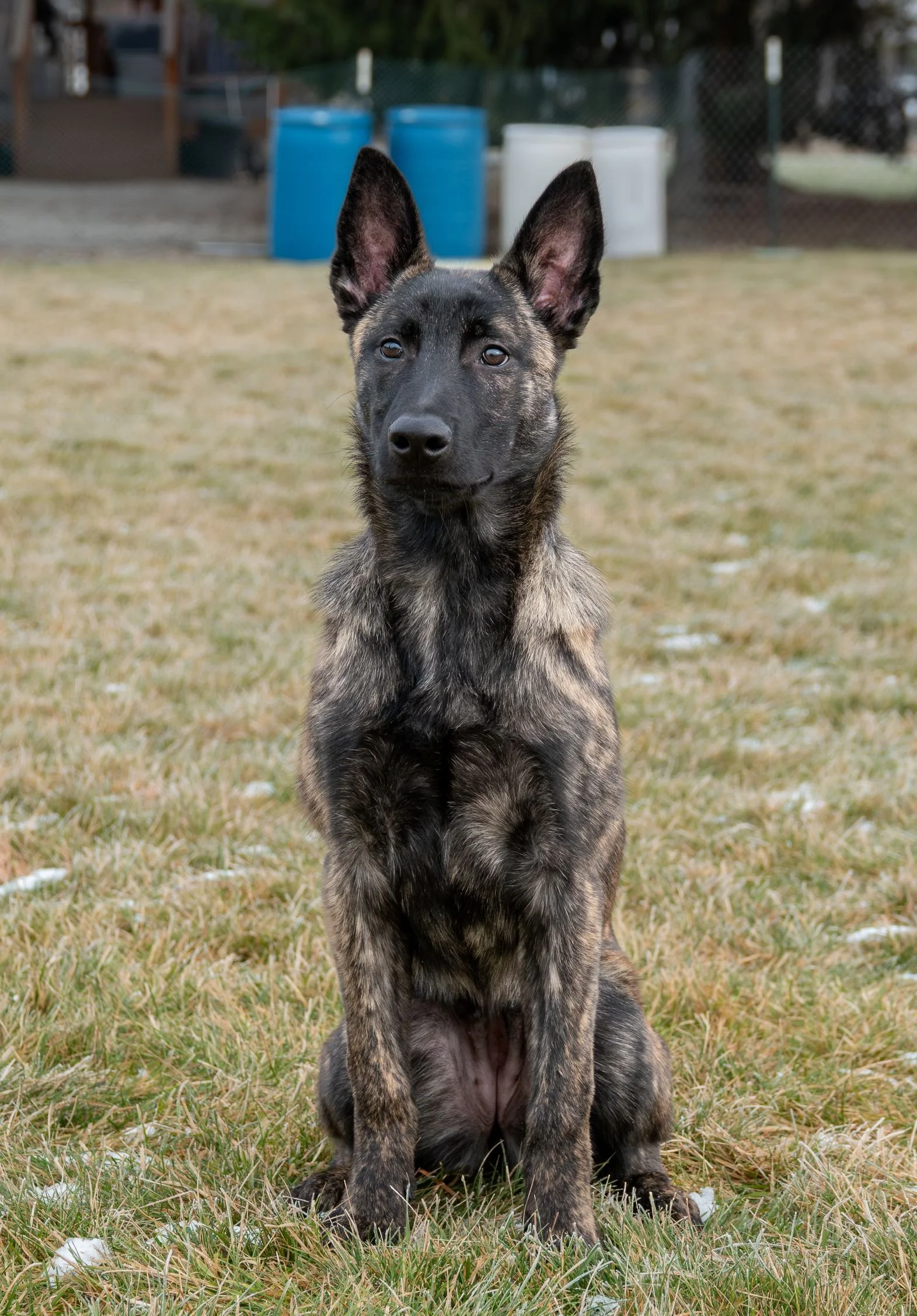 Tora_4.5months2_sm.jpg