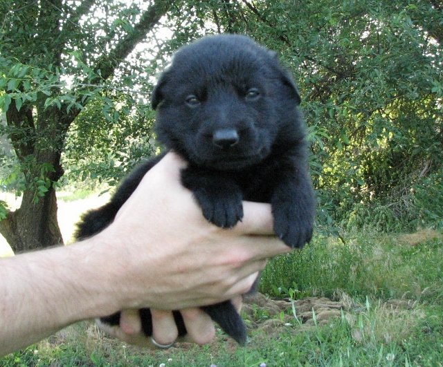 Pink_3weeks+(640x531).jpg