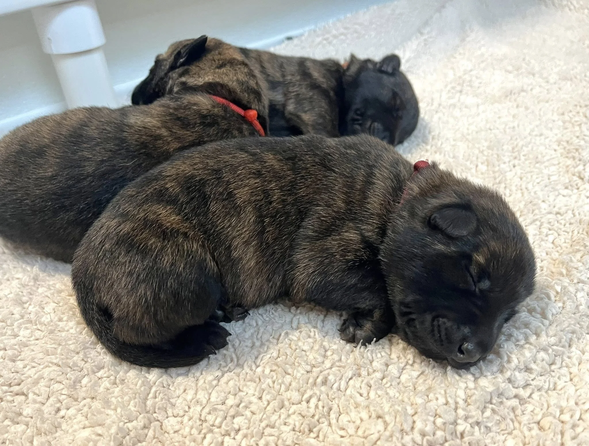 Scarlet Collar Female - 1 week