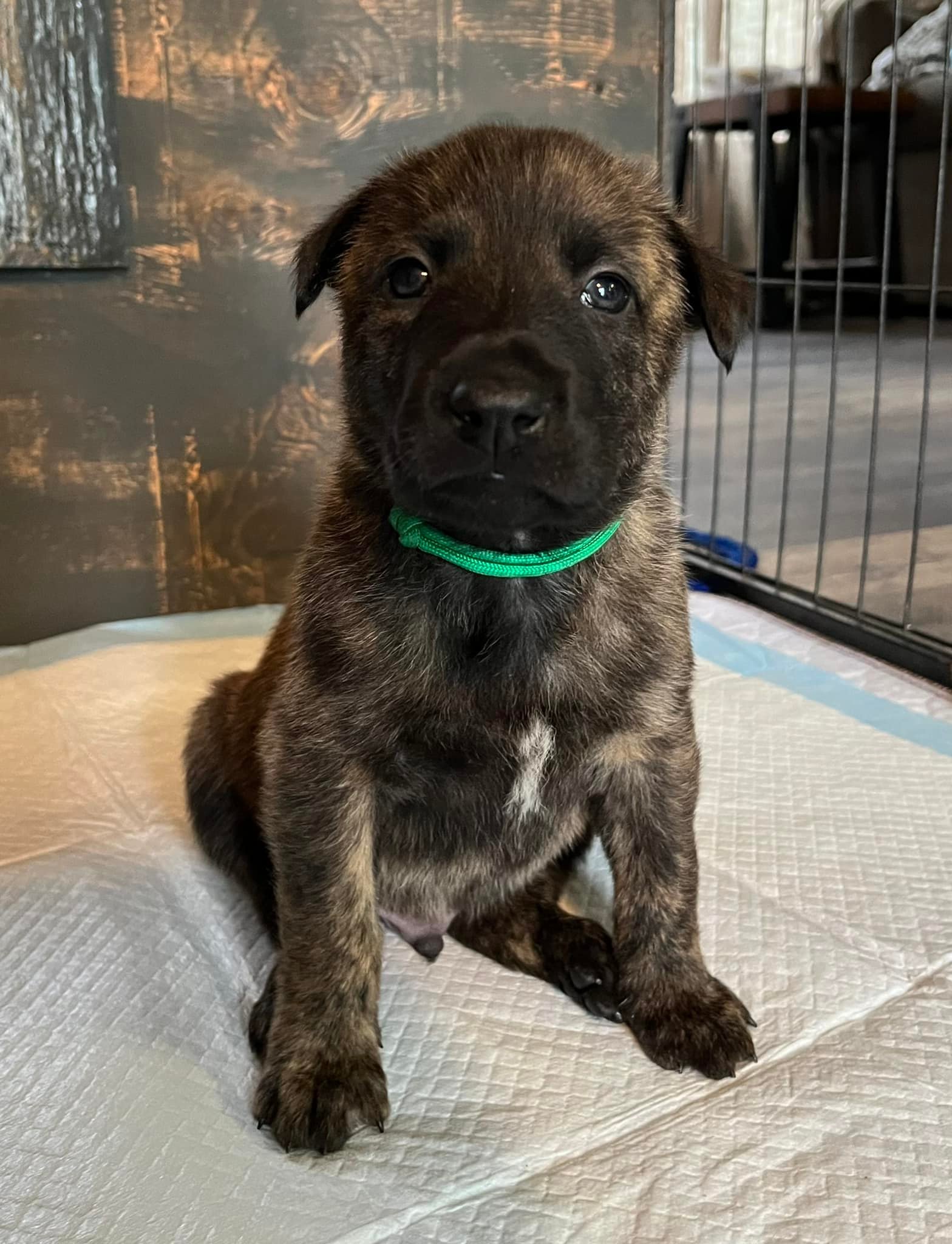 Green_4weeks2.jpg