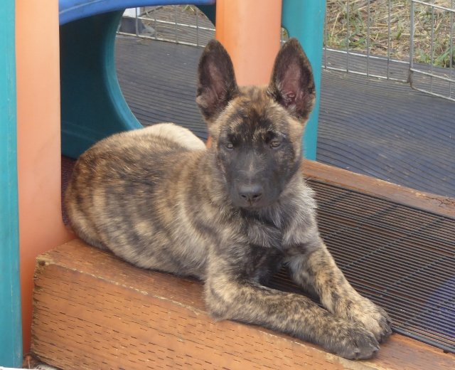 Junta - 8.5 weeks.jpg