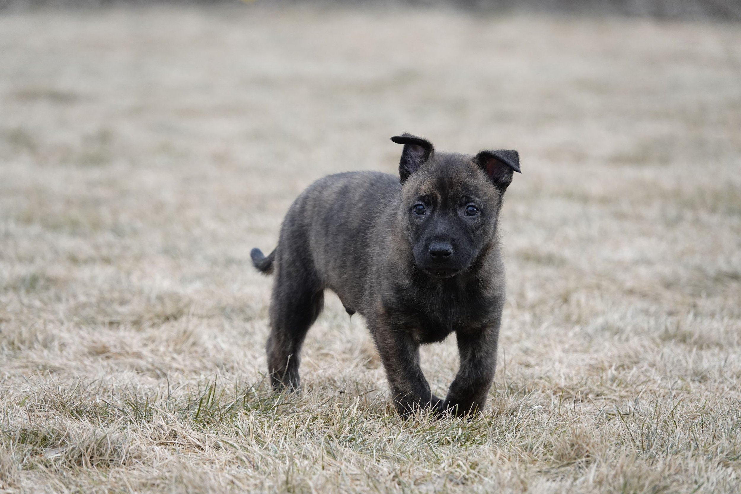 Blue_5weeks5_sm.jpg