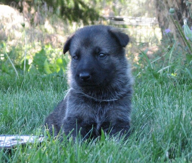 White_4weeks1+(640x542).jpg