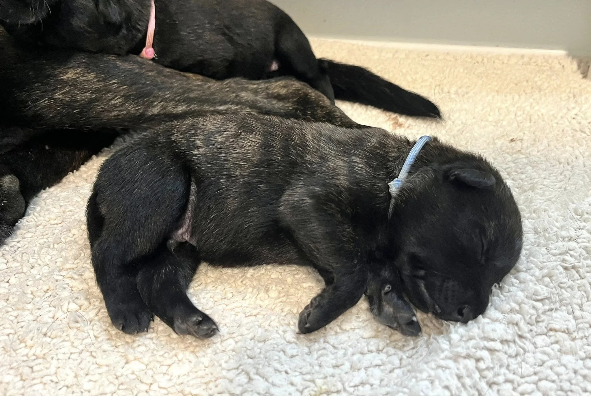 Periwinkle Collar Male - 1 week