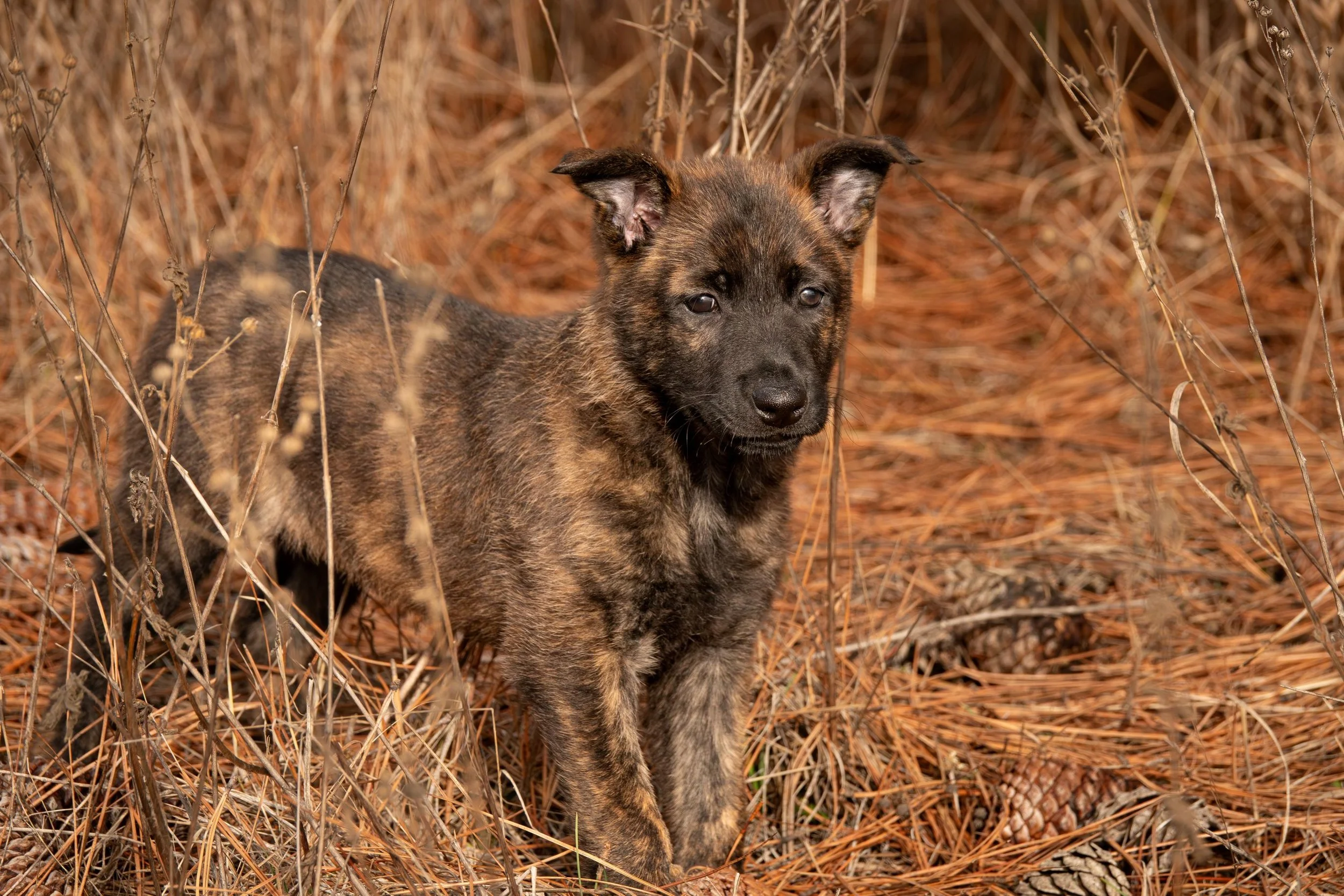 Scarlet collar female - 7 weeks