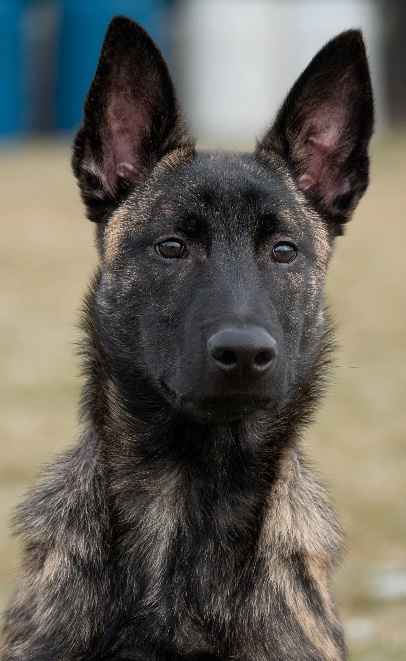 Tora_4.5months3_sm.jpg