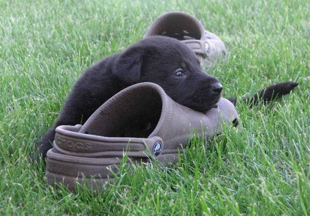 Silver_4weeks1+(640x445).jpg