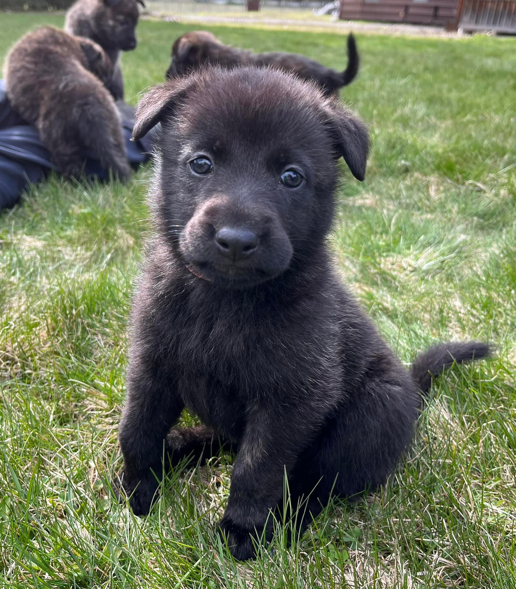 Pink_5weeks2.jpg