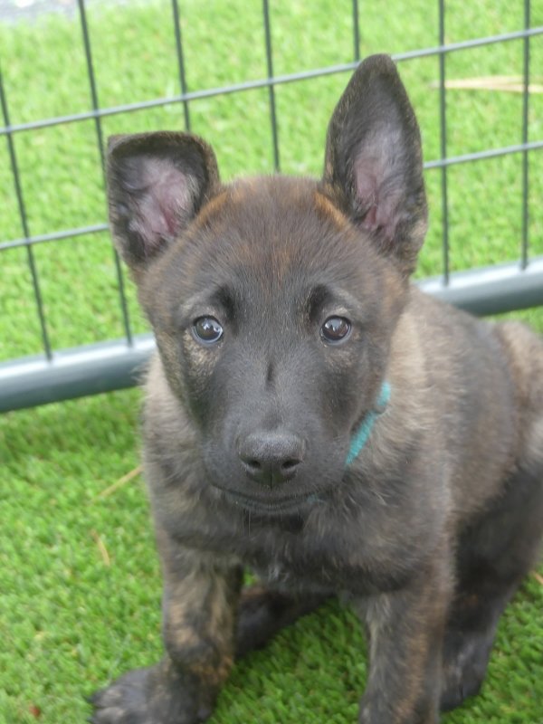 Teal_9weeks (600x800).jpg