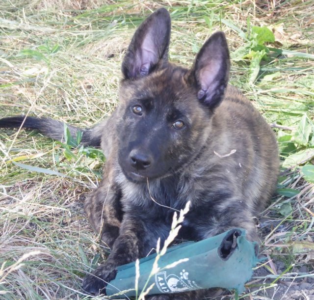 Juggernaut - 8.5 weeks.jpg