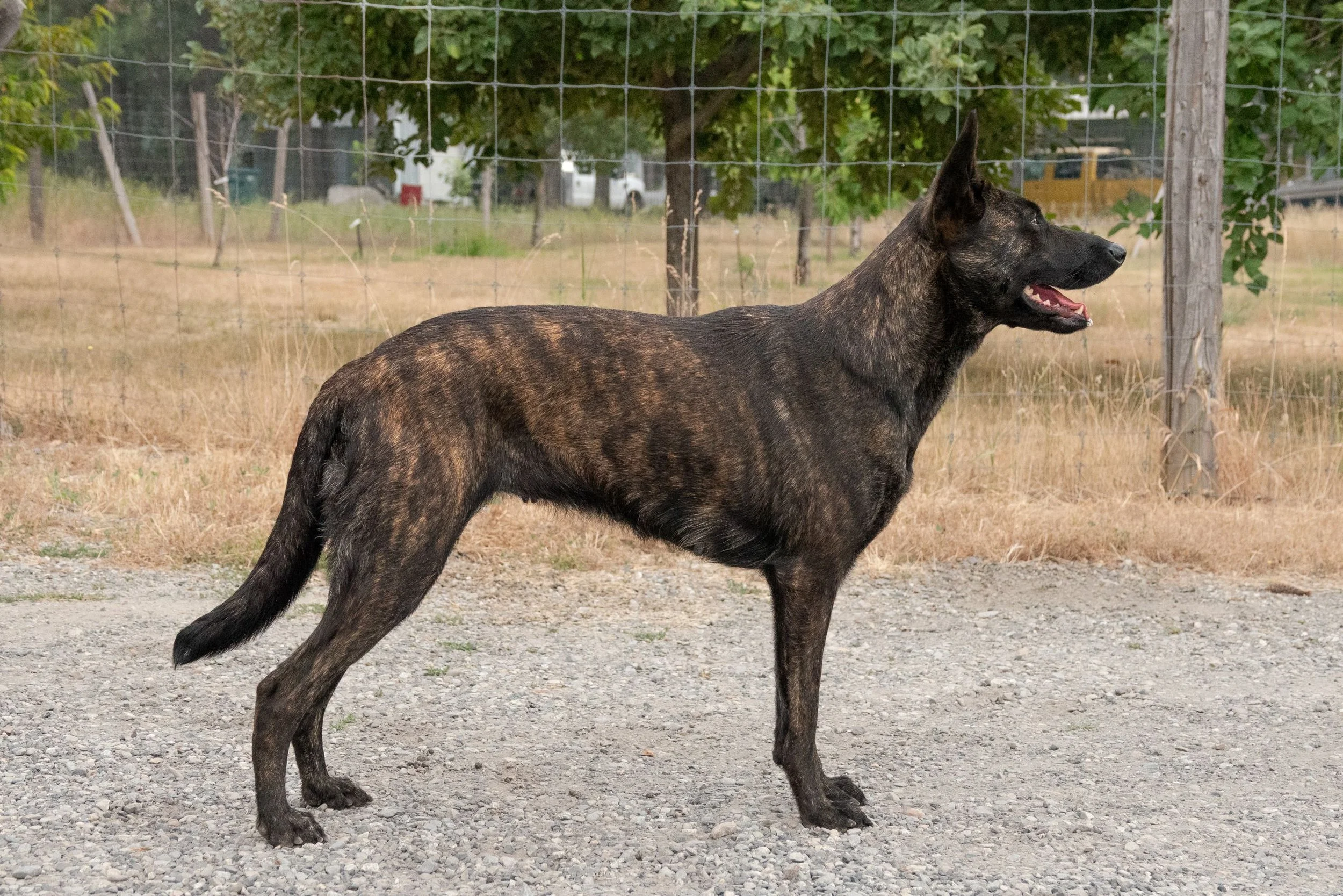 Myska 3.5years 2.jpg