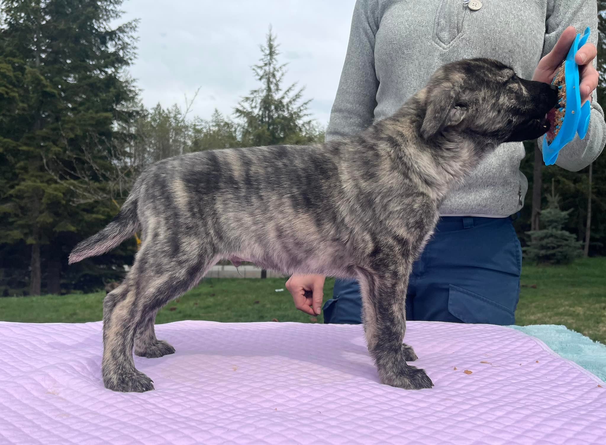 Blue_7weeks.jpg