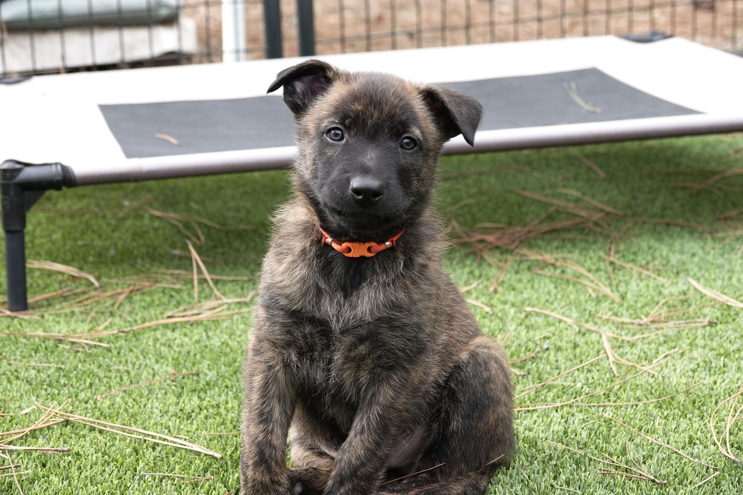 Orange_6weeks5_sm.jpg