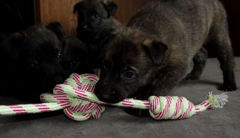 Blue_4weeks2_sm.jpg