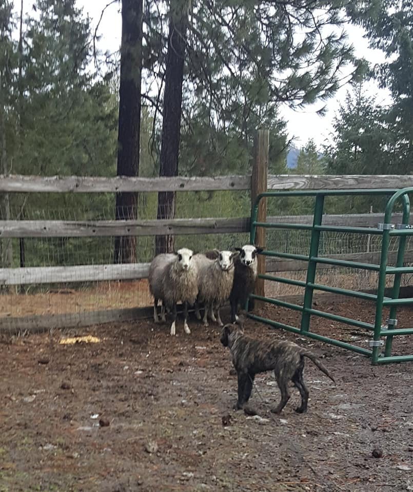 Puca_sheep1.jpg