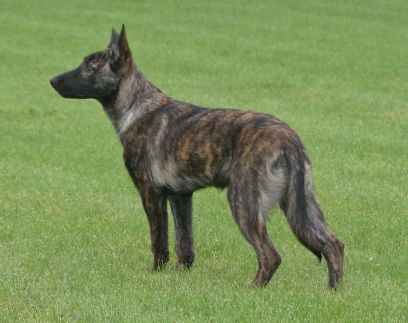 Keres_19weeks (800x635).jpg