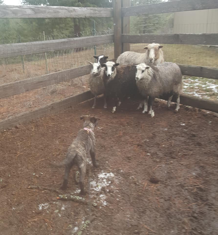 Puca_sheep5.jpg
