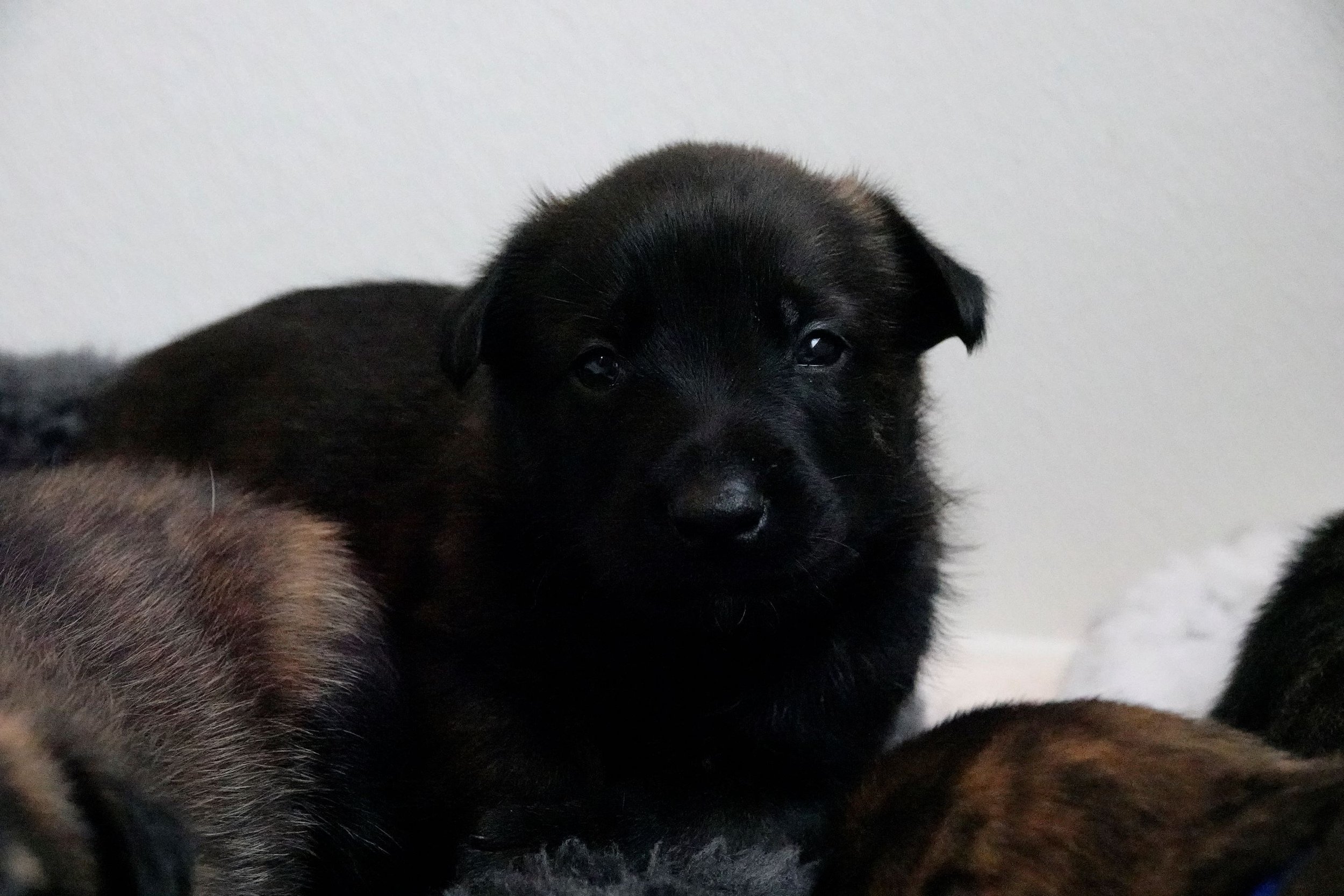 Black_26days5_sm.jpg