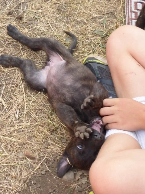 Purple_5weeks3 (480x640).jpg