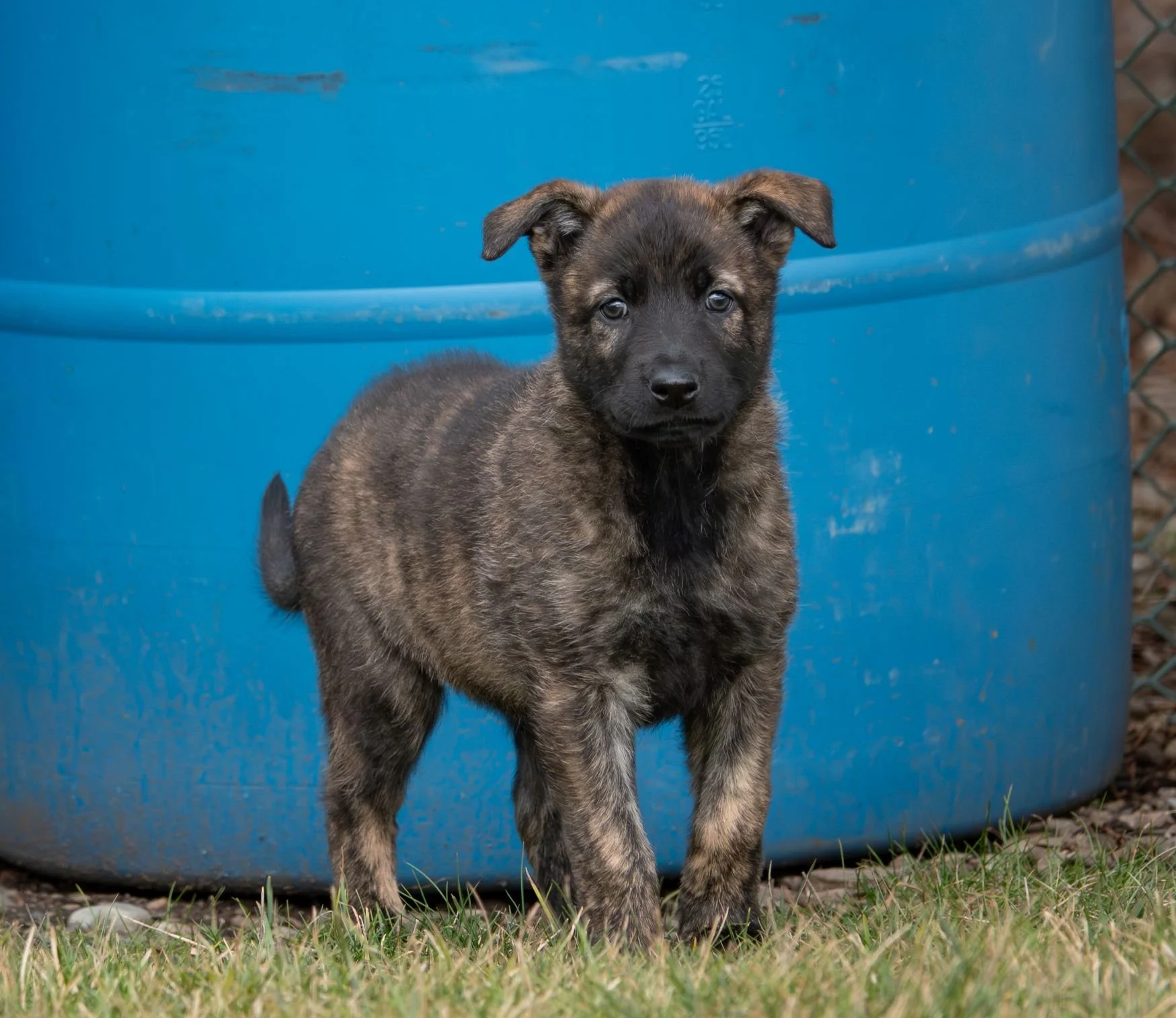 Sienna collar female - 6 weeks