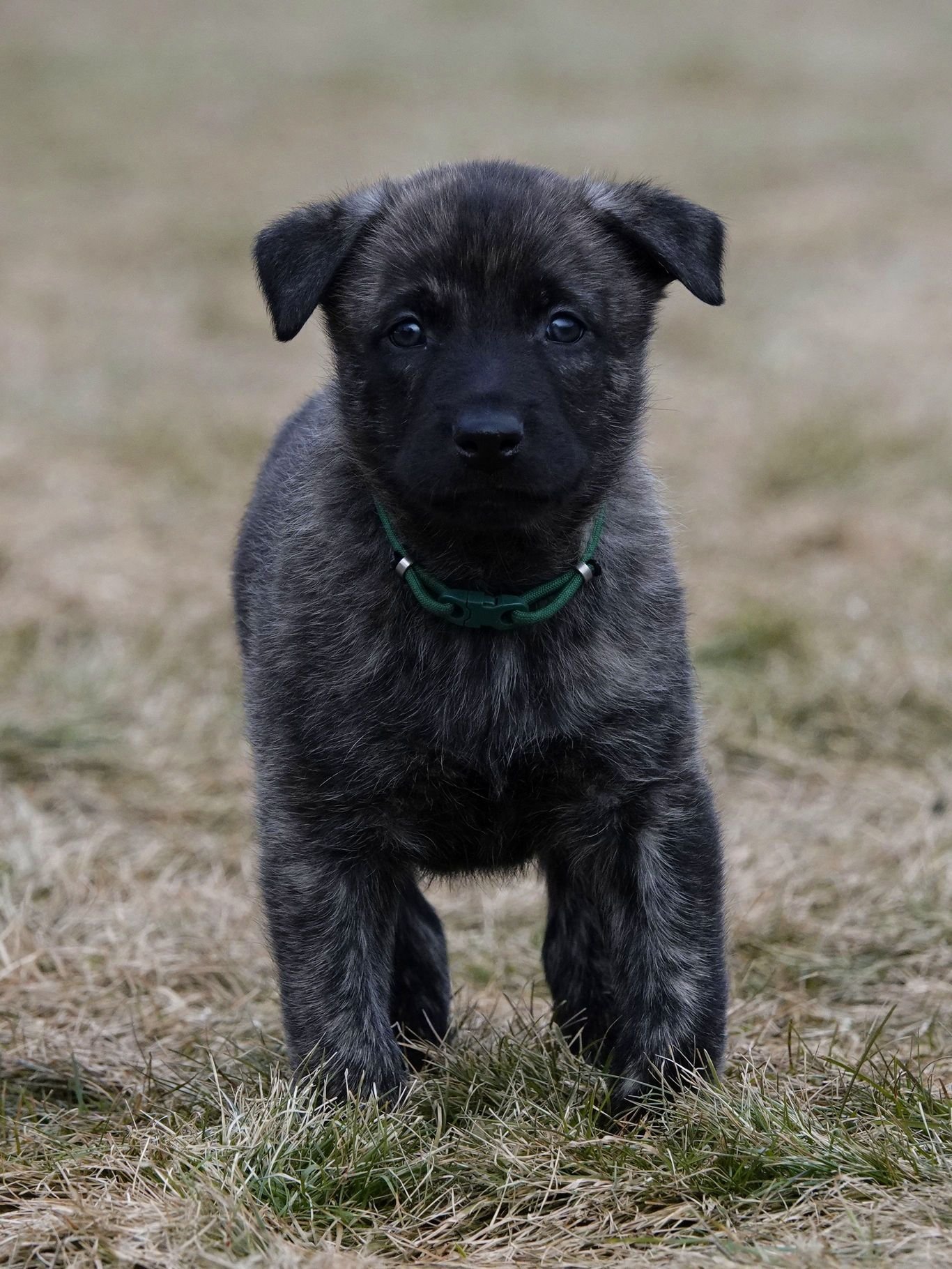Green_5weeks2_sm.jpg