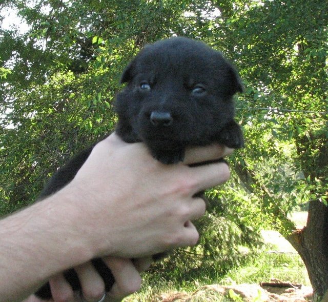 Yellow_3weeks+(640x589).jpg