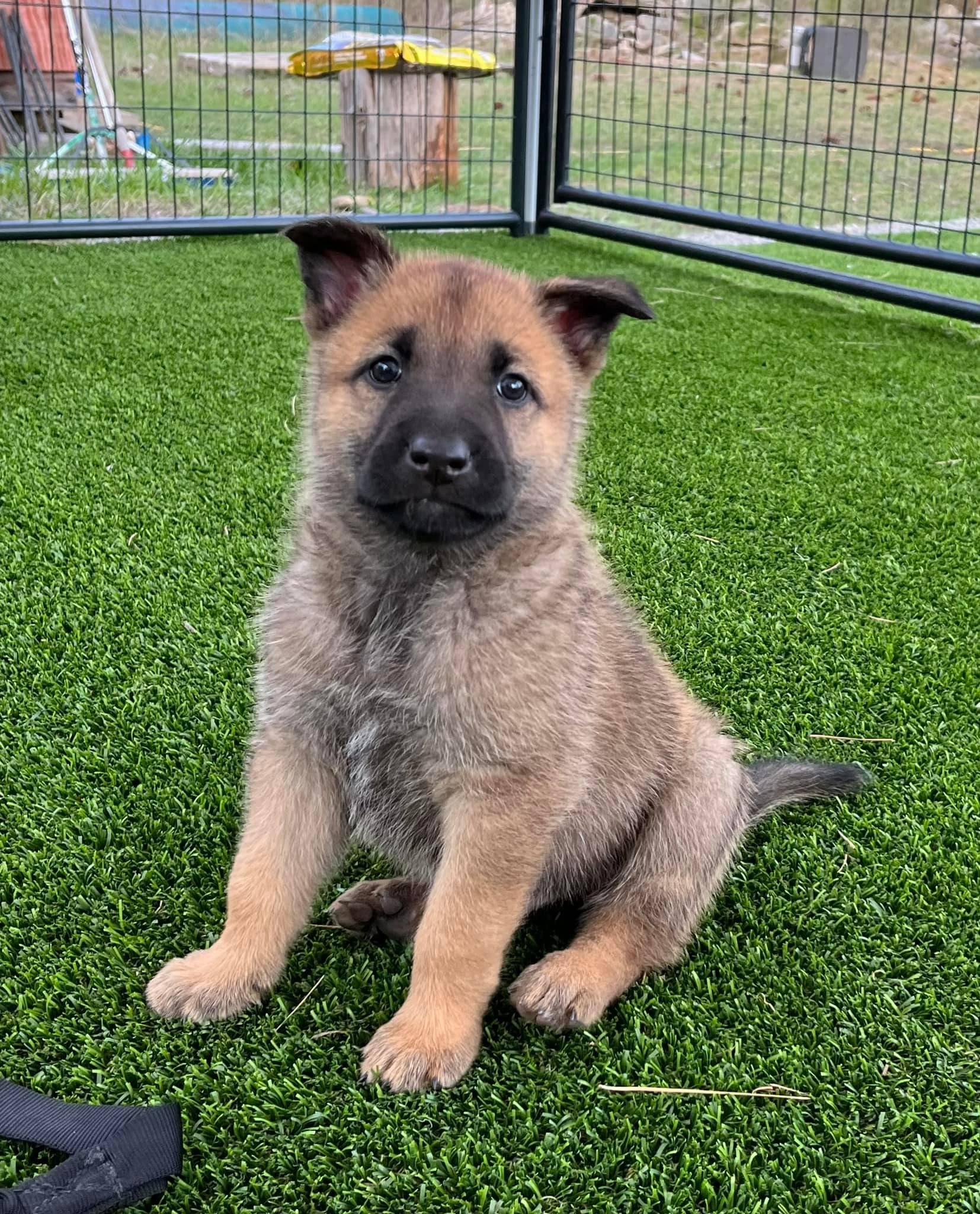 Nacho_6weeks2.jpg