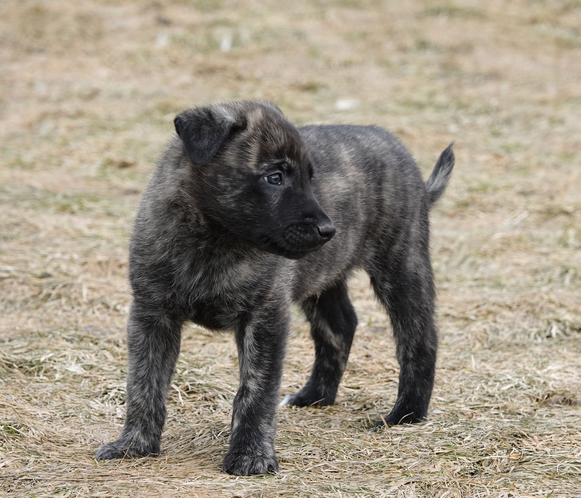 Green_5weeks6_sm.jpg
