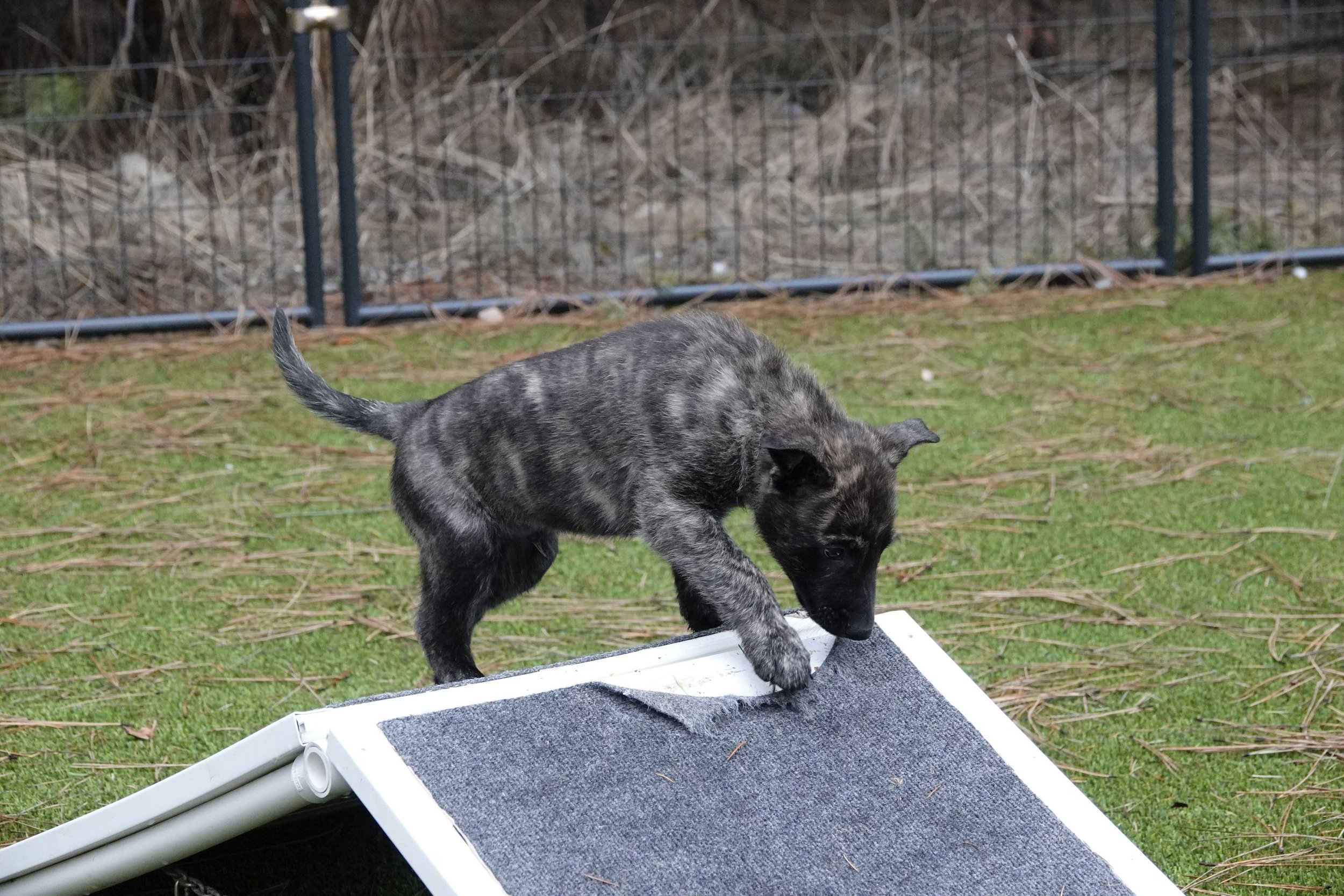 Green_7weeks7_sm.jpg