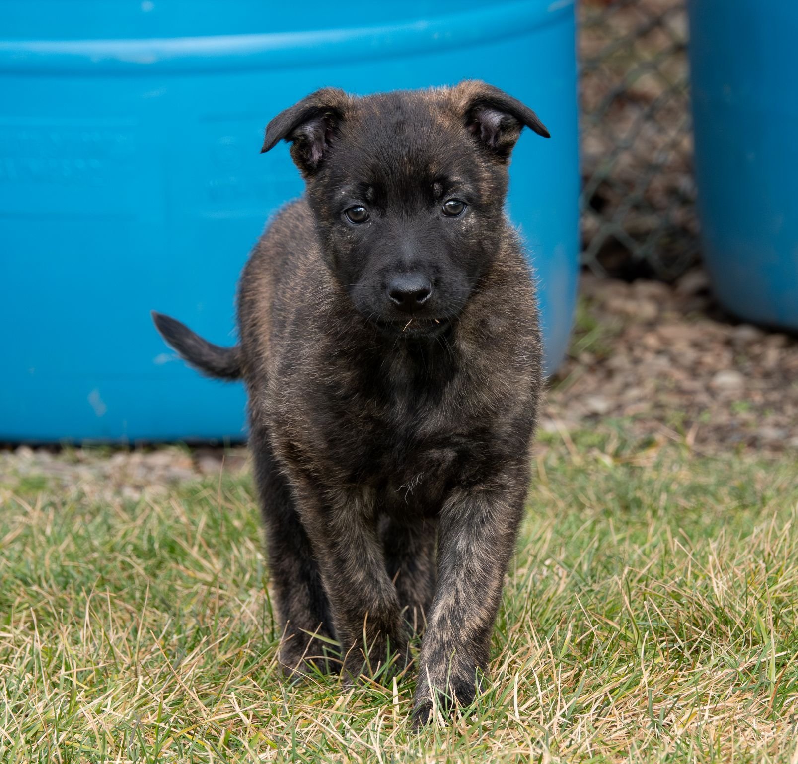 Rust collar male - 6 weeks