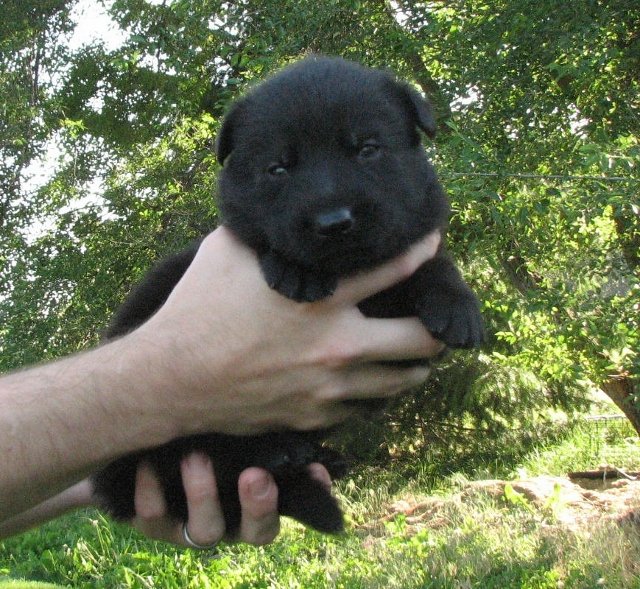Green_3weeks+(640x589).jpg