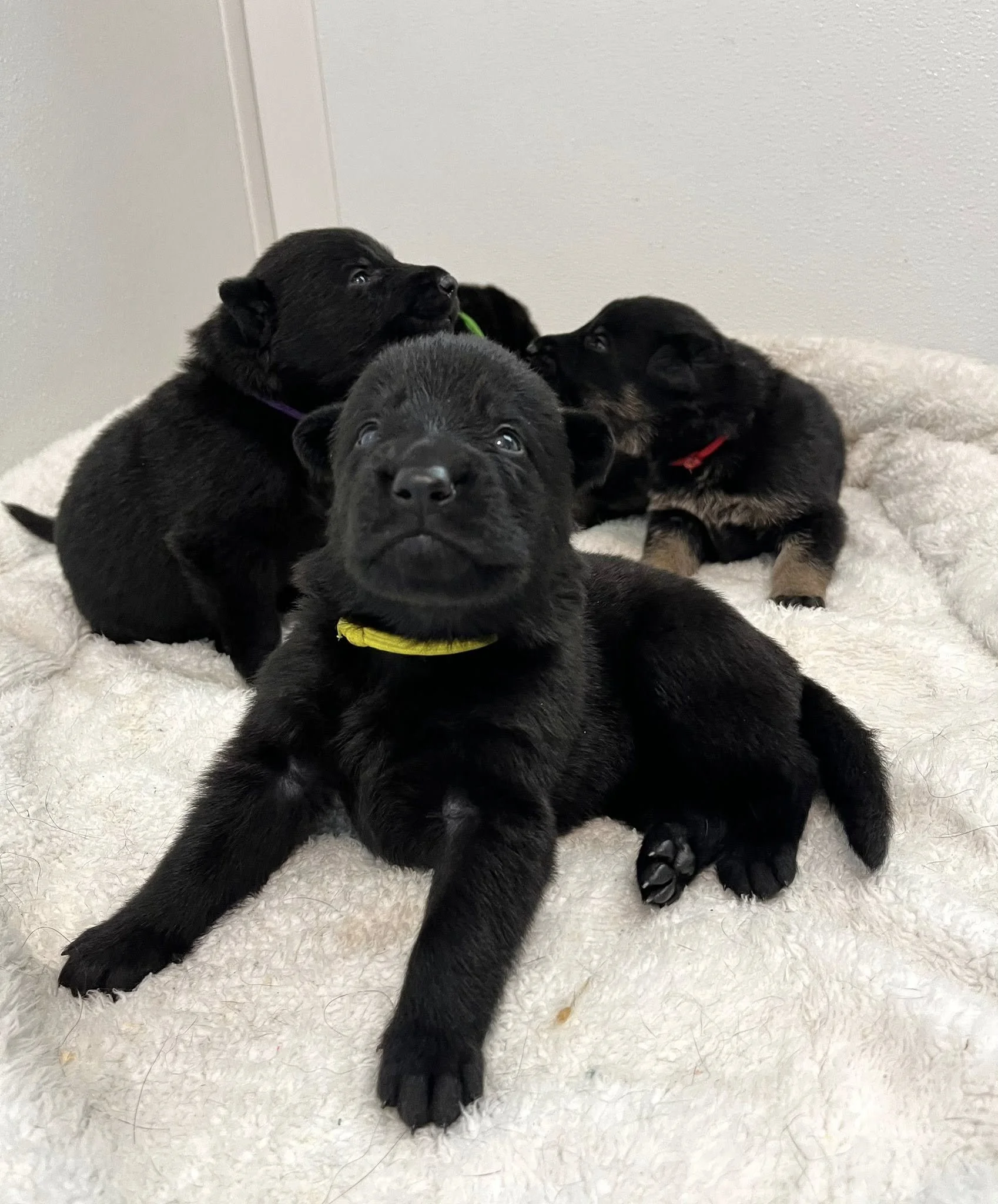 Yellow Collar Female