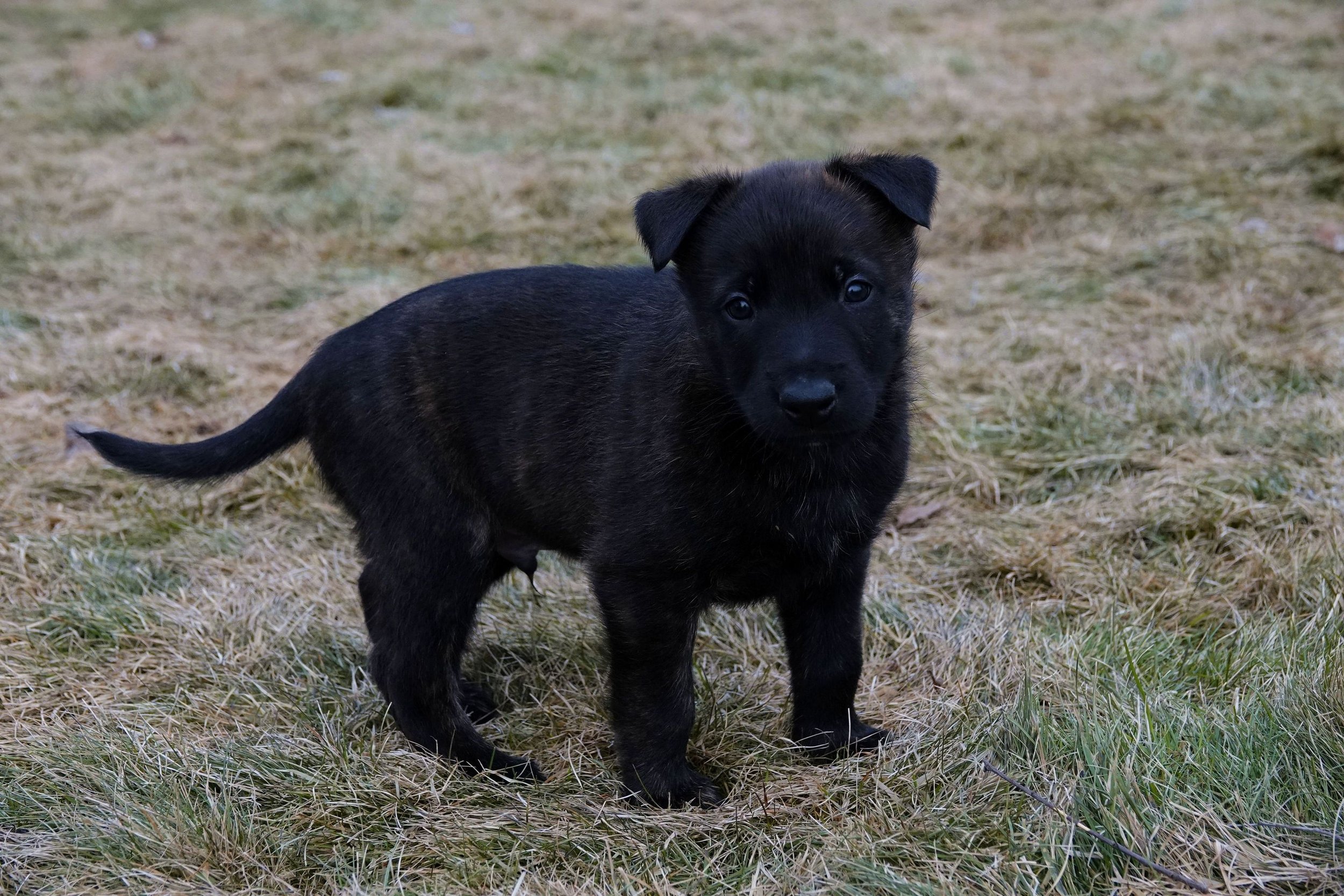 Black_5weeks2_sm.jpg