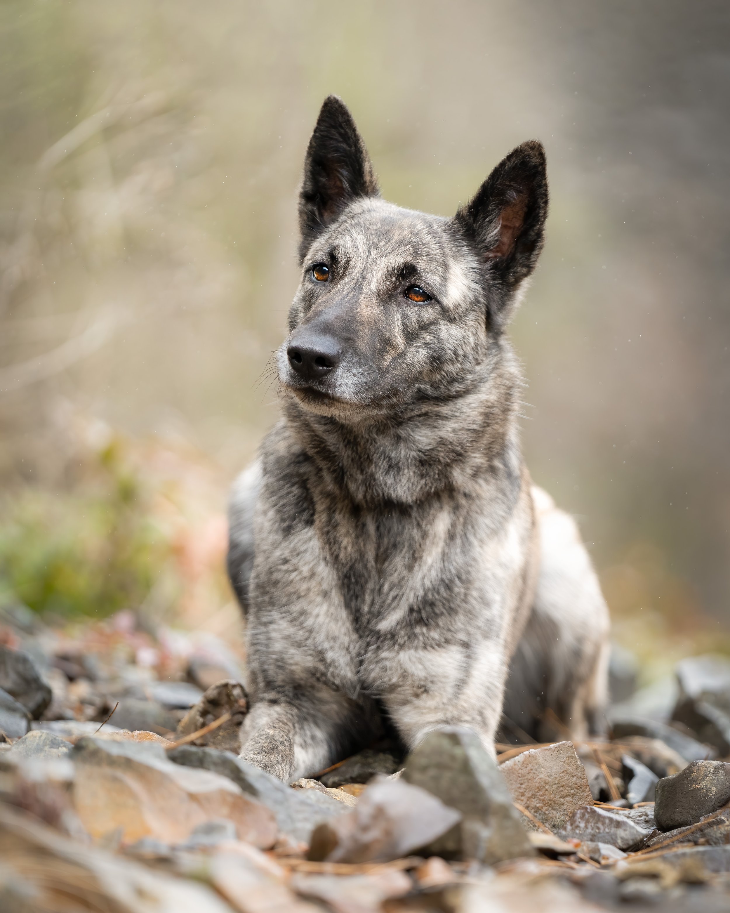 Brindle Dutch Shepherd lying on rocks outdoors