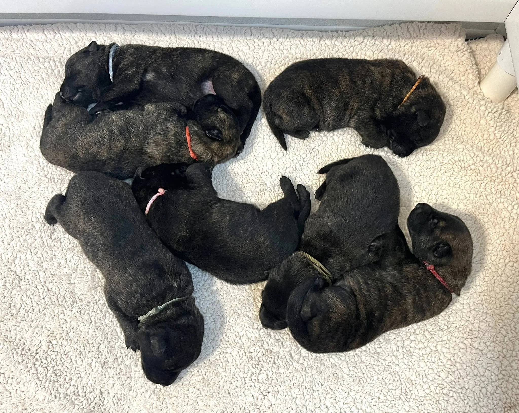P Litter - 1 week