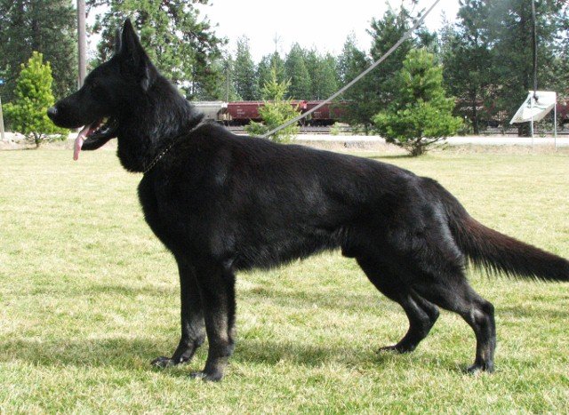 Angus_2.5yrs+(640x467).jpg