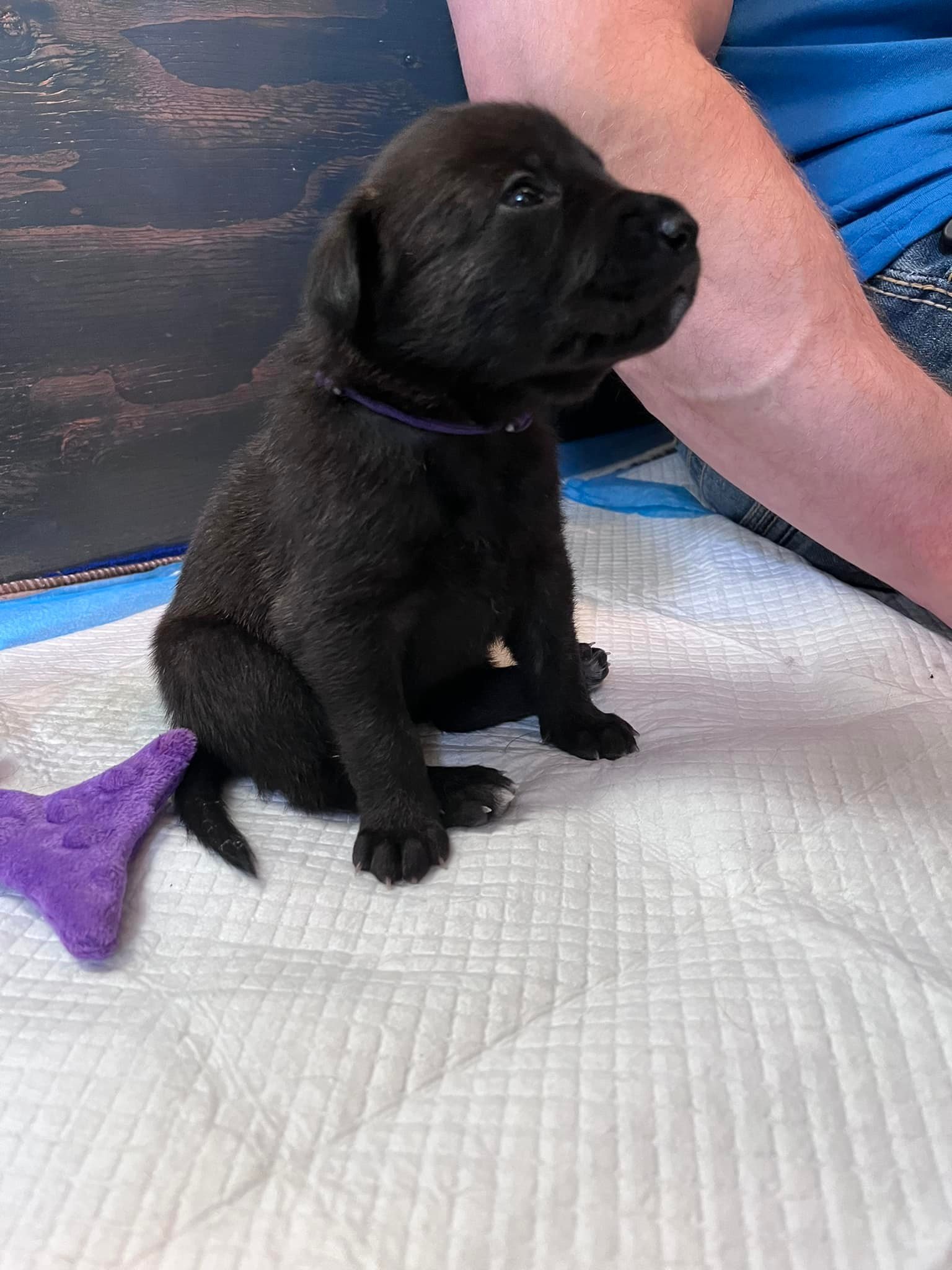 Purple_3weeks.jpg