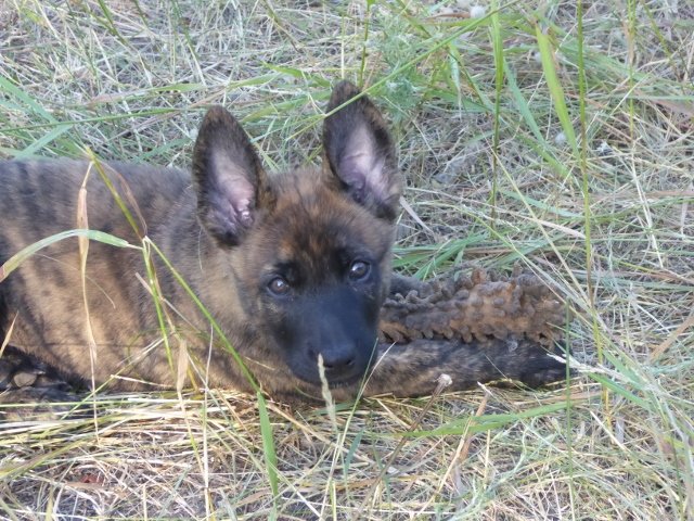 Blue_6weeks2 (640x480).jpg