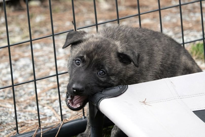 Green_6weeks8_sm.jpg